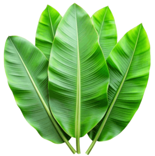 Banana Leaf